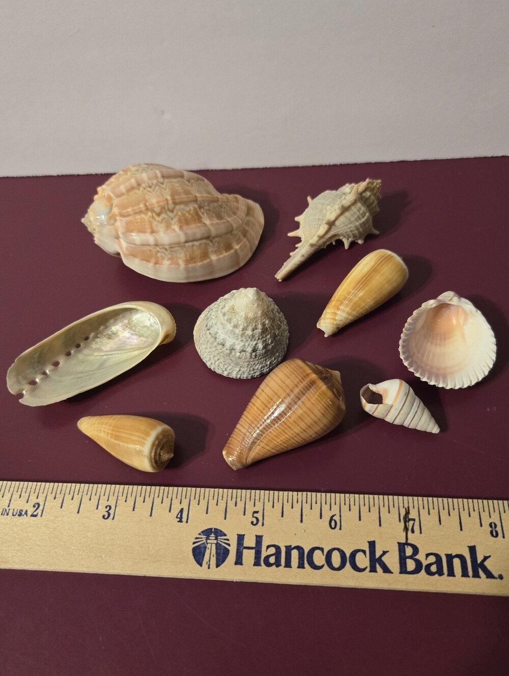 9 Beautiful Sea Shells - Picture 4 of 13